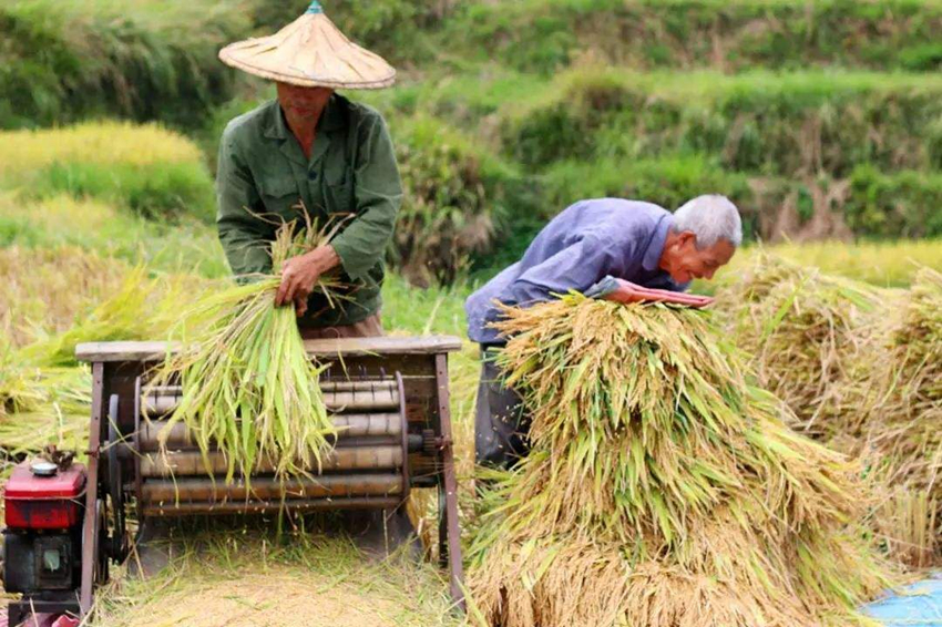 今后粮食价格如何变动涨价百姓吃不起降价农民不愿种