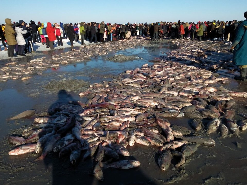 查干湖的魚為何越捕越多?當地漁民道出真相:看看這些人幹了什麼