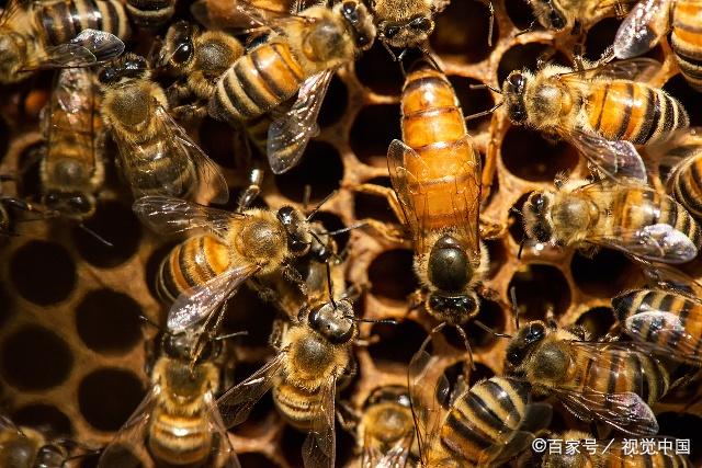 如何組建儲備蜂王的蜂群?有種蜂王留不住,不要強求