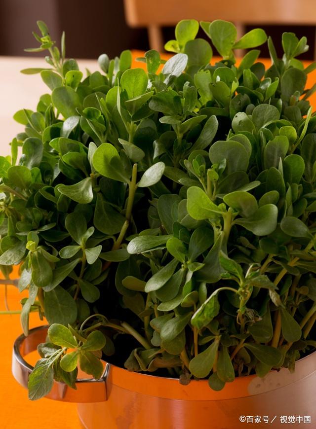 早生白发或眼睛不适可考虑下有食疗作用的马齿苋