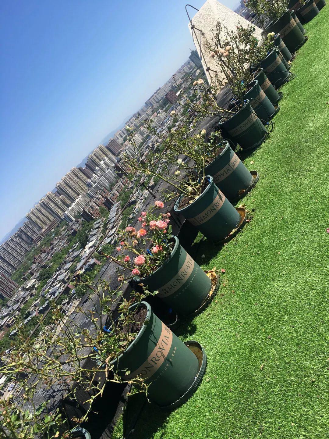 她在楼顶养花个个开成大花球结果风一刮全没了