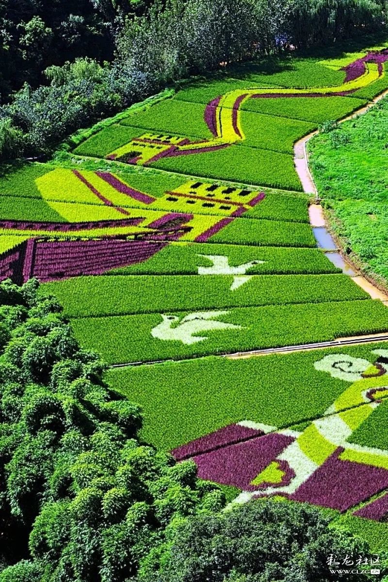 河湾村彩色稻田中爱我中华局部画面 .