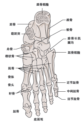 足部骨骼足部与小腿组成为了帮助大家认识一些伤病形成的原因,在遇到
