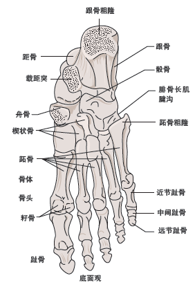 伤病,下面简单介绍一下足部与小腿的结构和常见的伤病及其处理办法