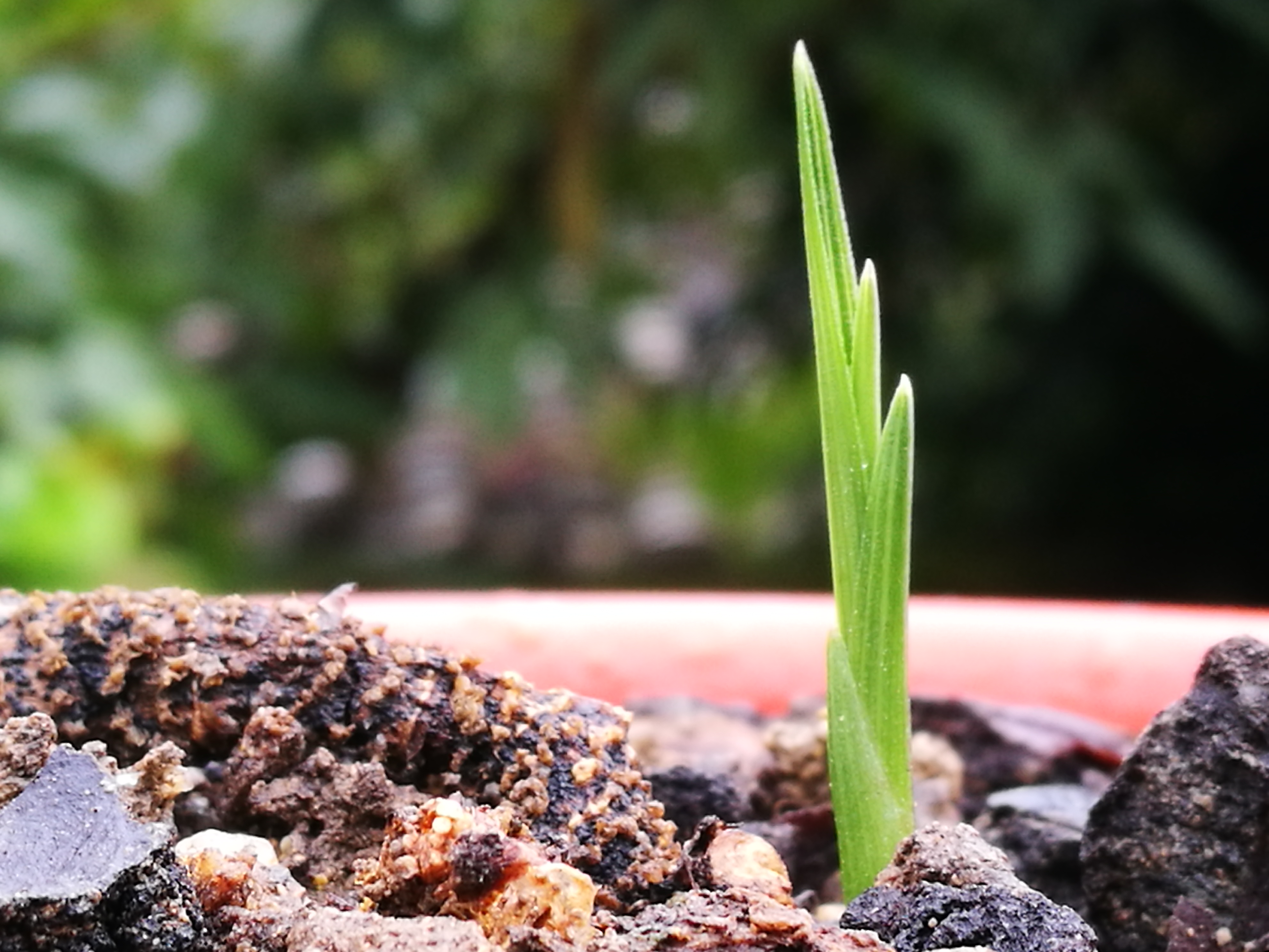 兰花种植如何施肥?一直让兰友头疼,全方位立体施肥了解一下