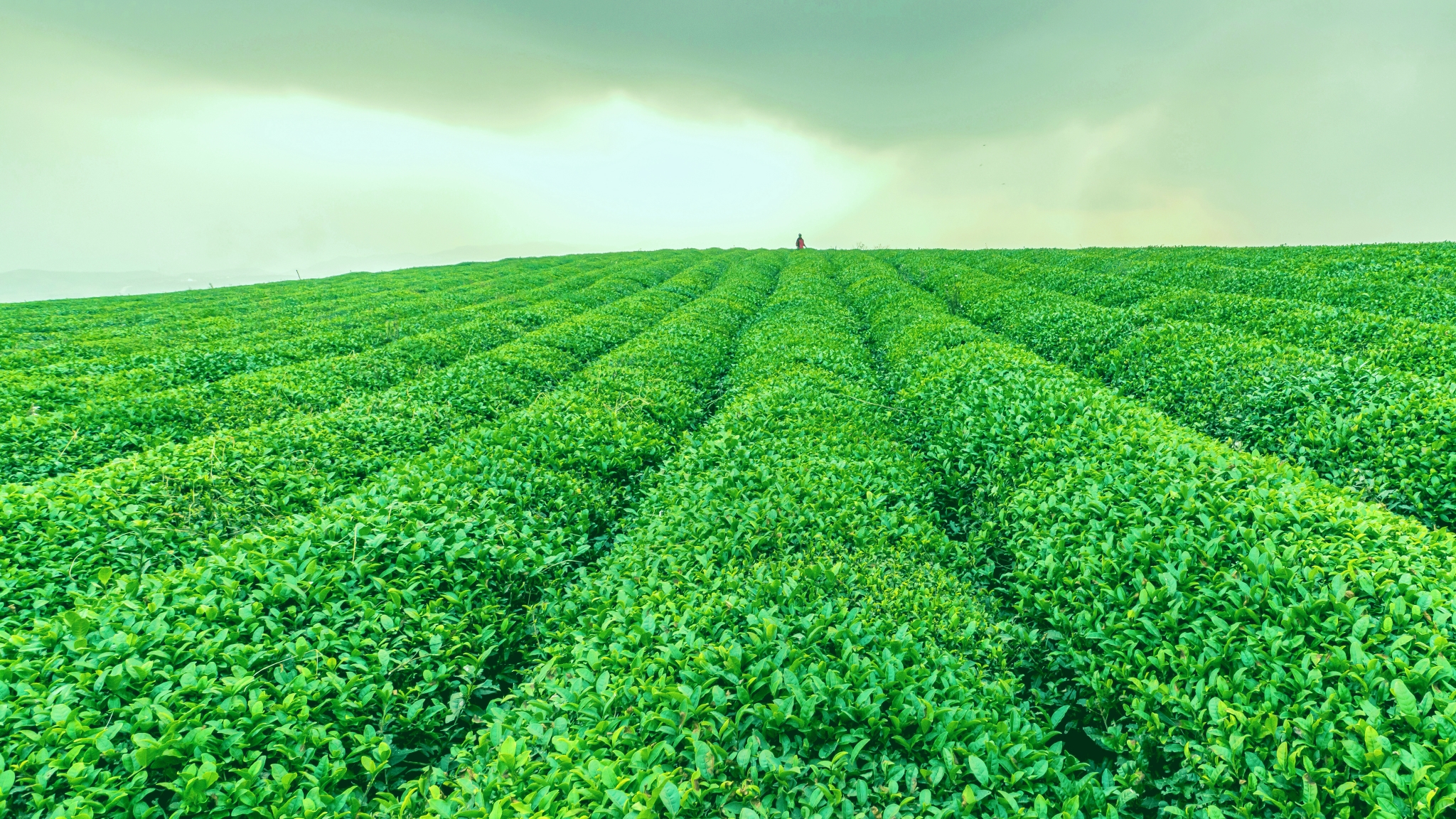 绿色生态之旅四明山茶园