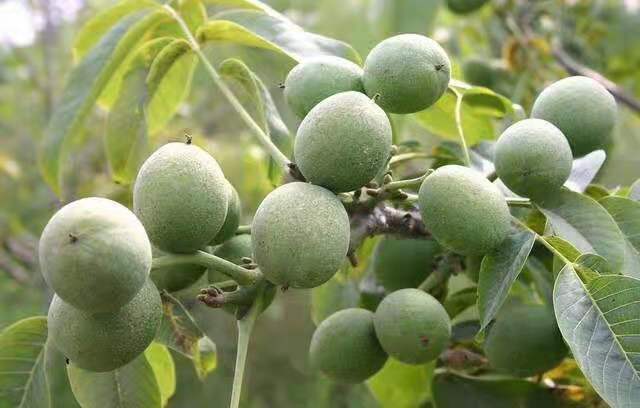 秭归核桃青果挂满枝头