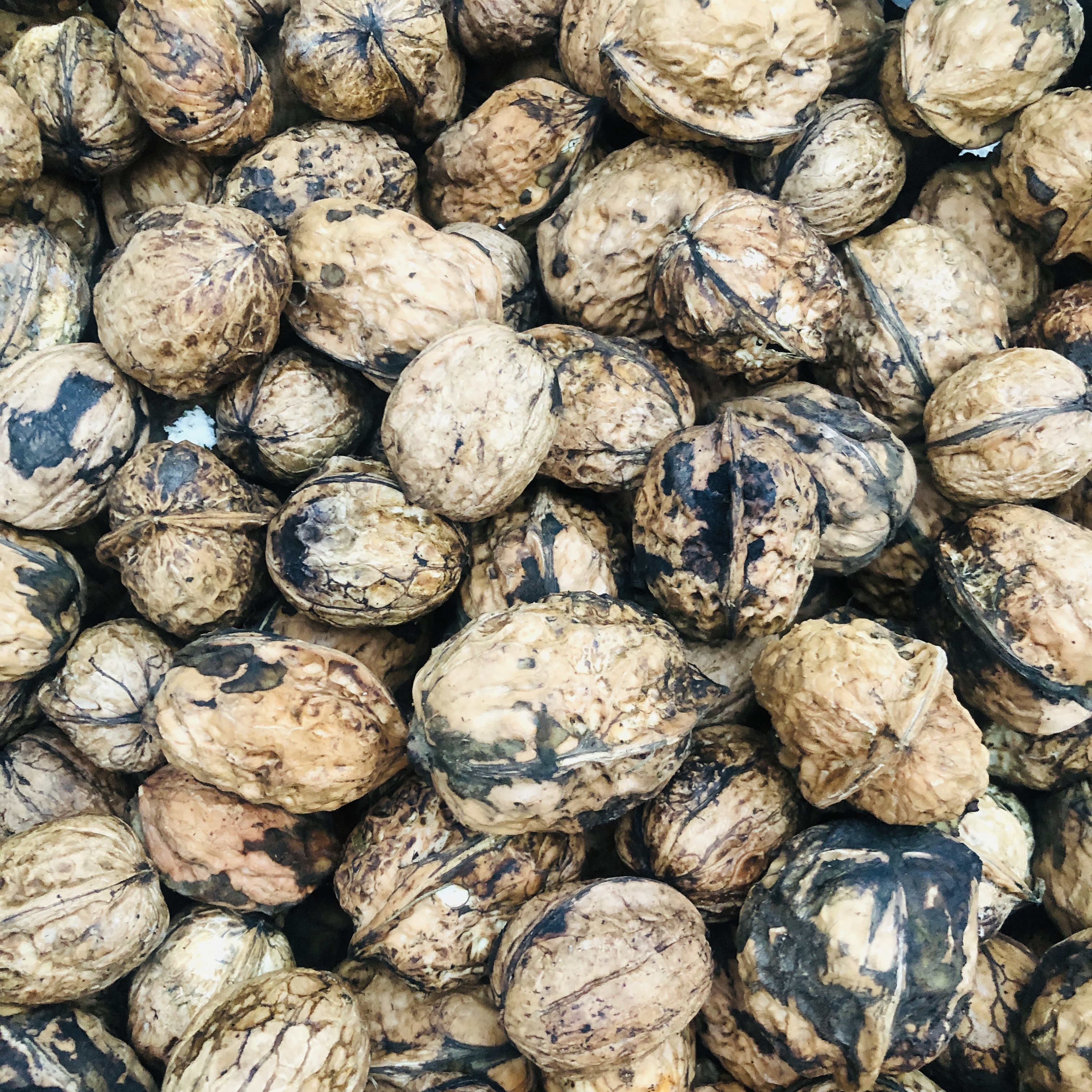 秭归青核桃核赫有名果然有味