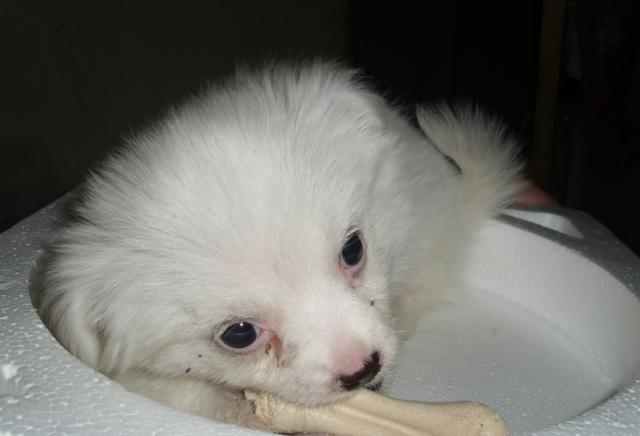 博美的不幸去世给很多想要养狗的人敲了警钟养狗前多考虑一下