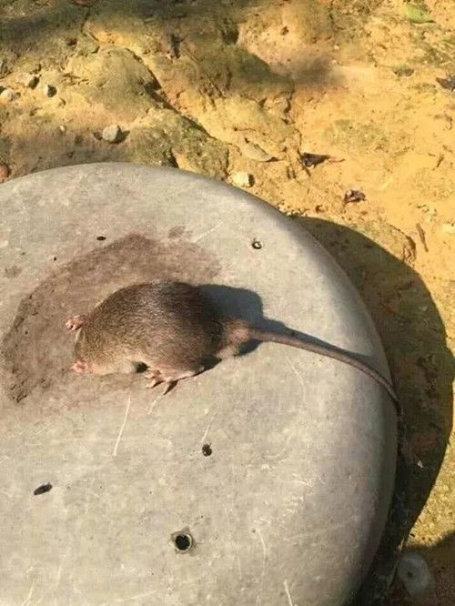 老鼠钻洞头被卡住感觉屁屁后面凉飕飕的有种不祥的预感