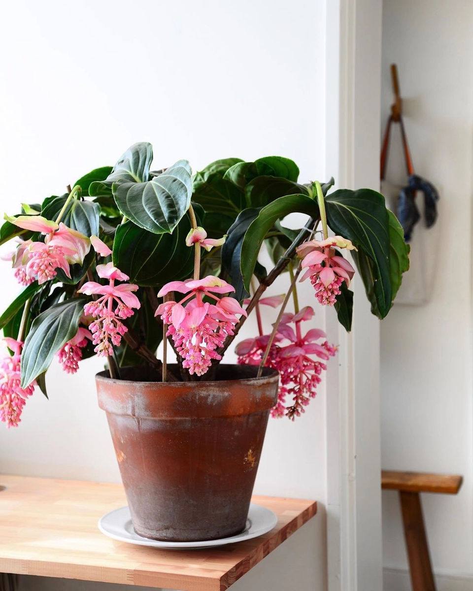 见过植物宝莲灯吗养护5要点安全度过秋老虎开花爆盆成吊灯