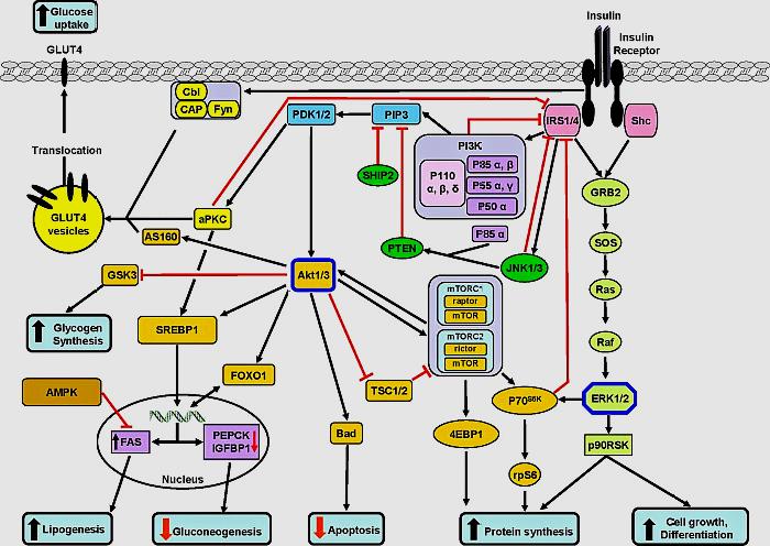 胰岛素的信号通路,引自biochem j 201