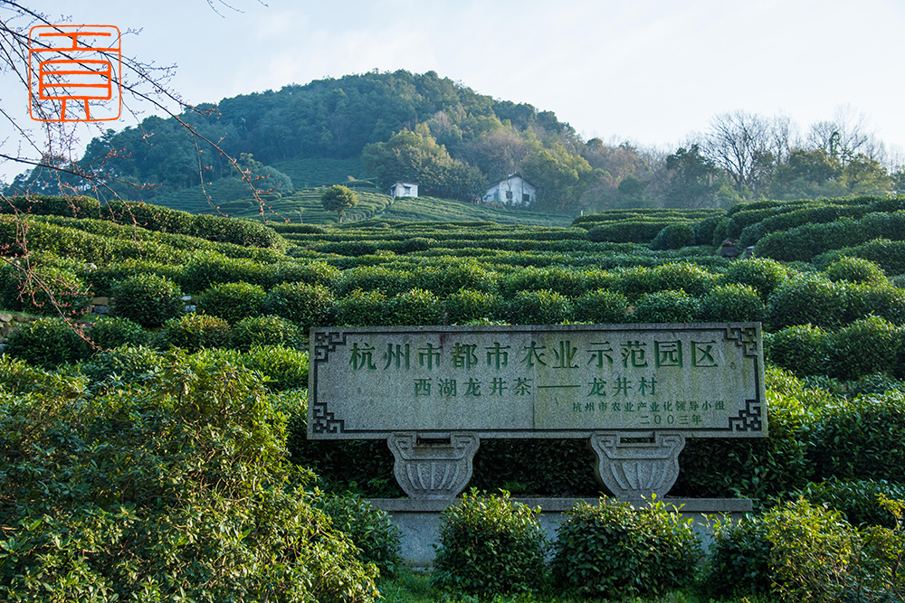 陇南龙井产地图片