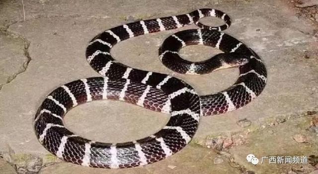 进入蛇伤人高发期电视剧里吸血救人桥段千万不要学