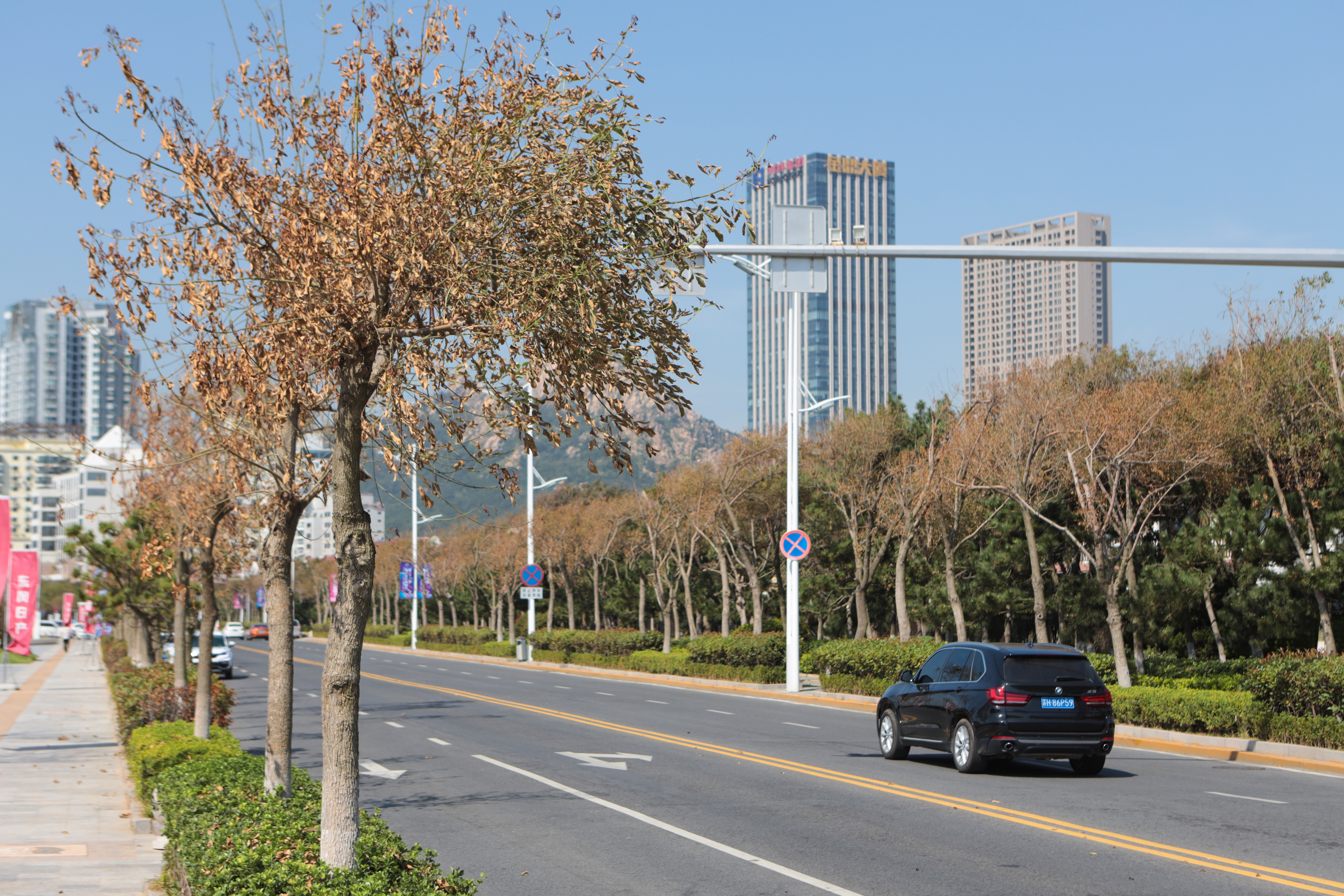 海口路这一段咋有深秋的感觉