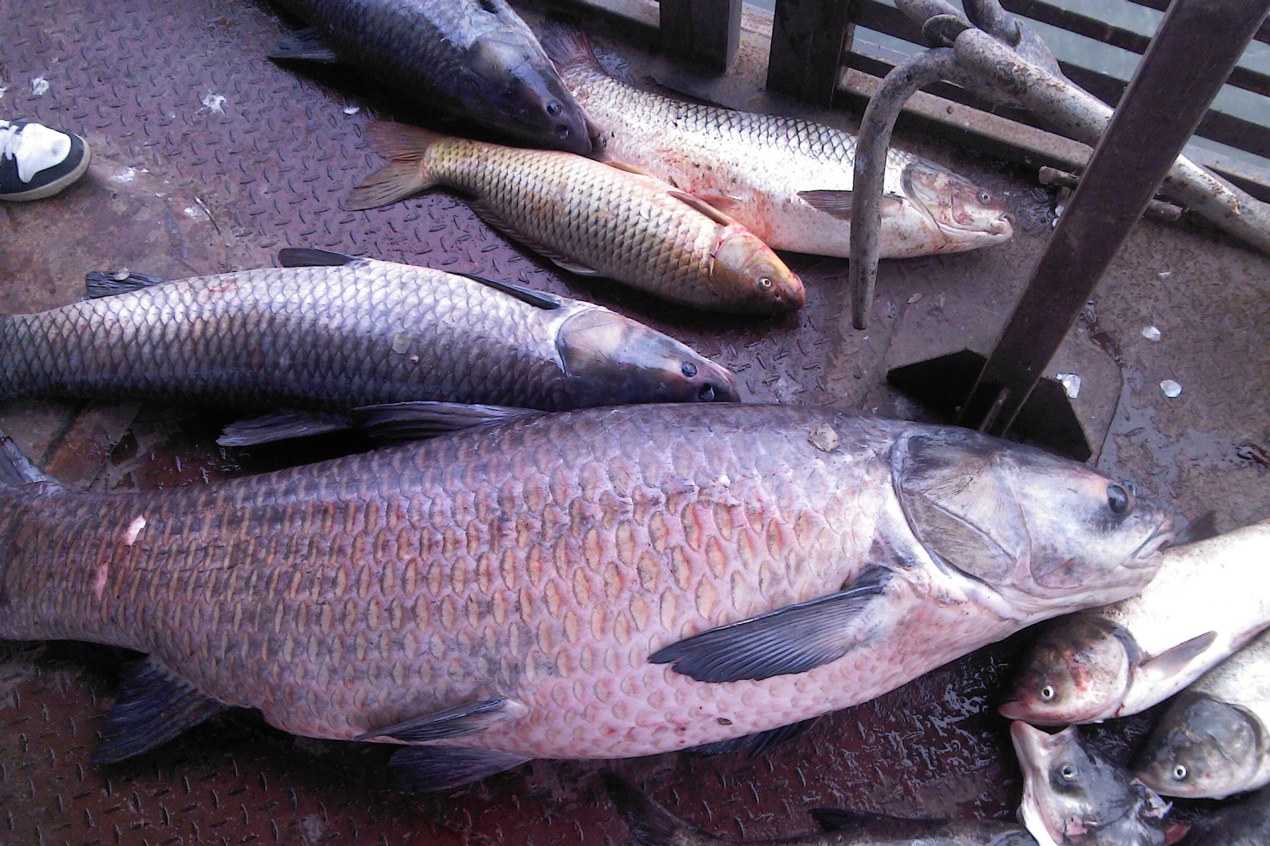 秋天的青魚喜歡什麼味型的餌料秋季釣青魚的有效釣魚技巧