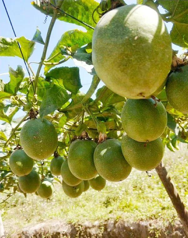 冬春季节,果实累累的鸳鸯蜜百香果.(资料图片)
