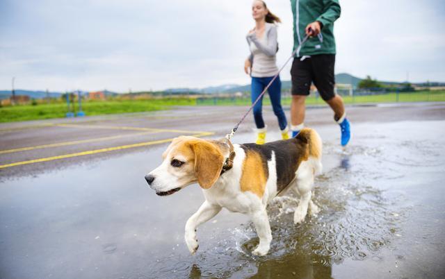 带狗遛弯的7大"错误方式",可能会要了狗的小命,你有在犯吗?