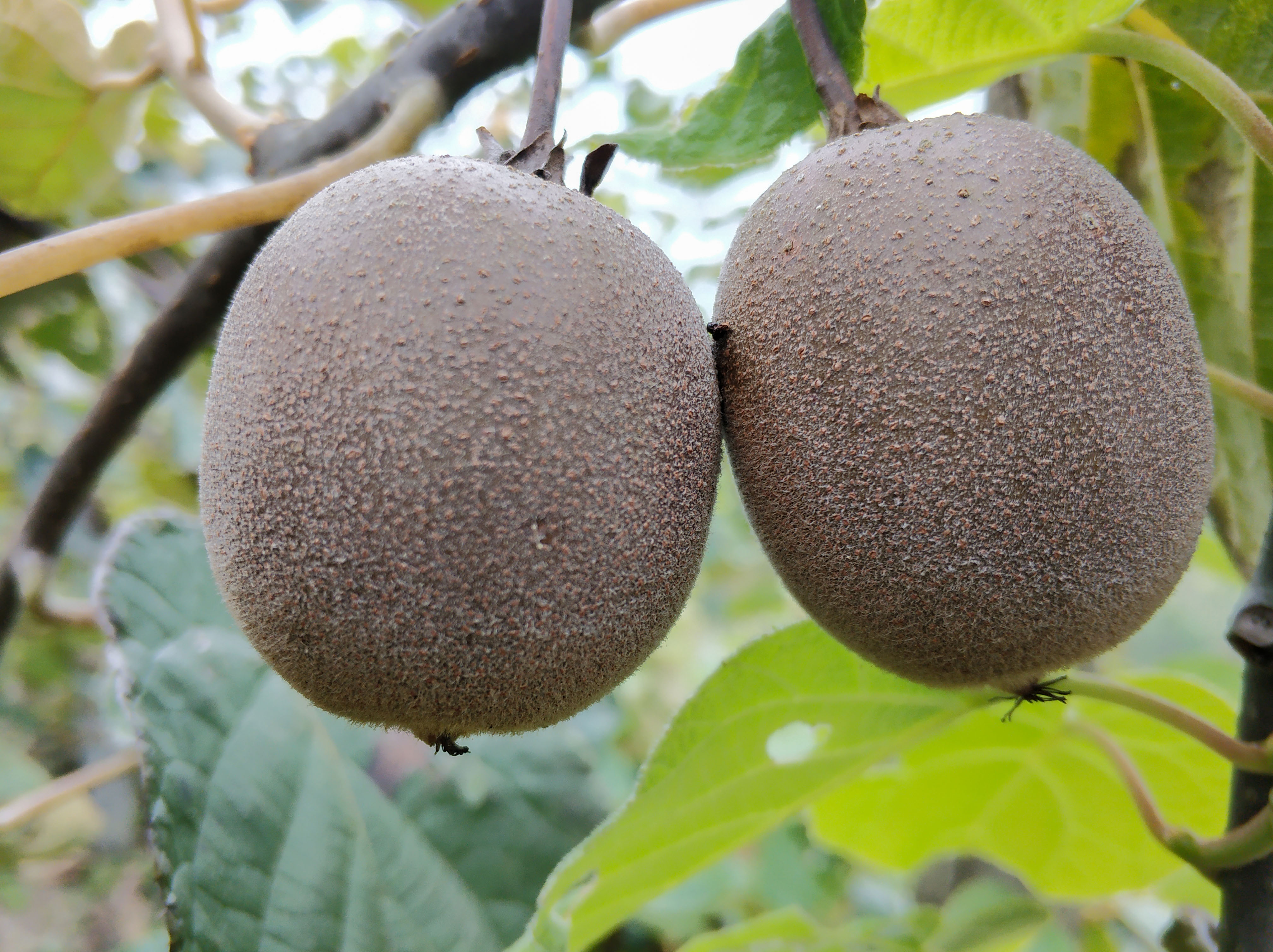 黄心果中王美味共品尝美丽伏羲山下马湾村野生黄心猕猴桃美图