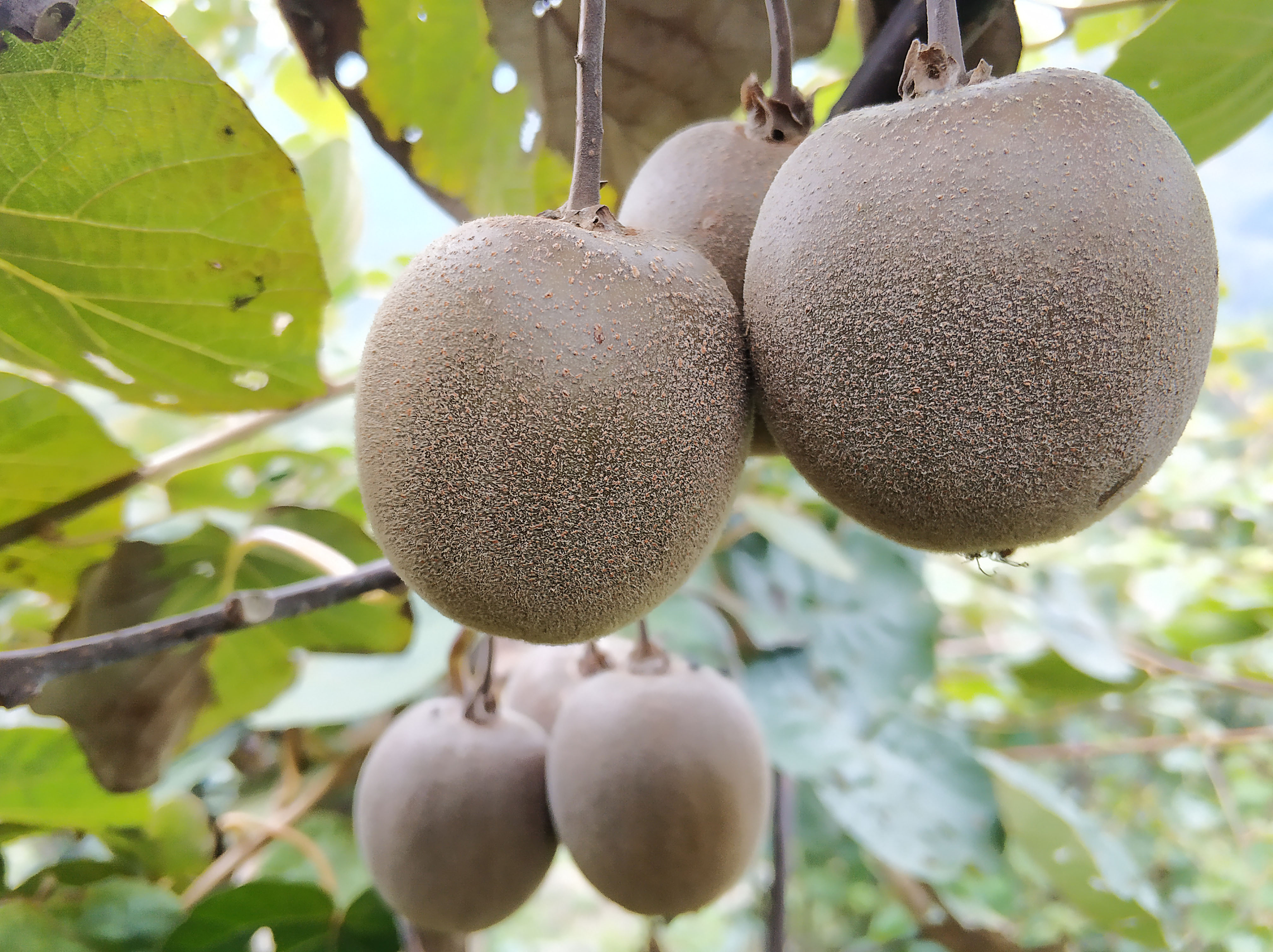 黄心果中王美味共品尝美丽伏羲山下马湾村野生黄心猕猴桃美图