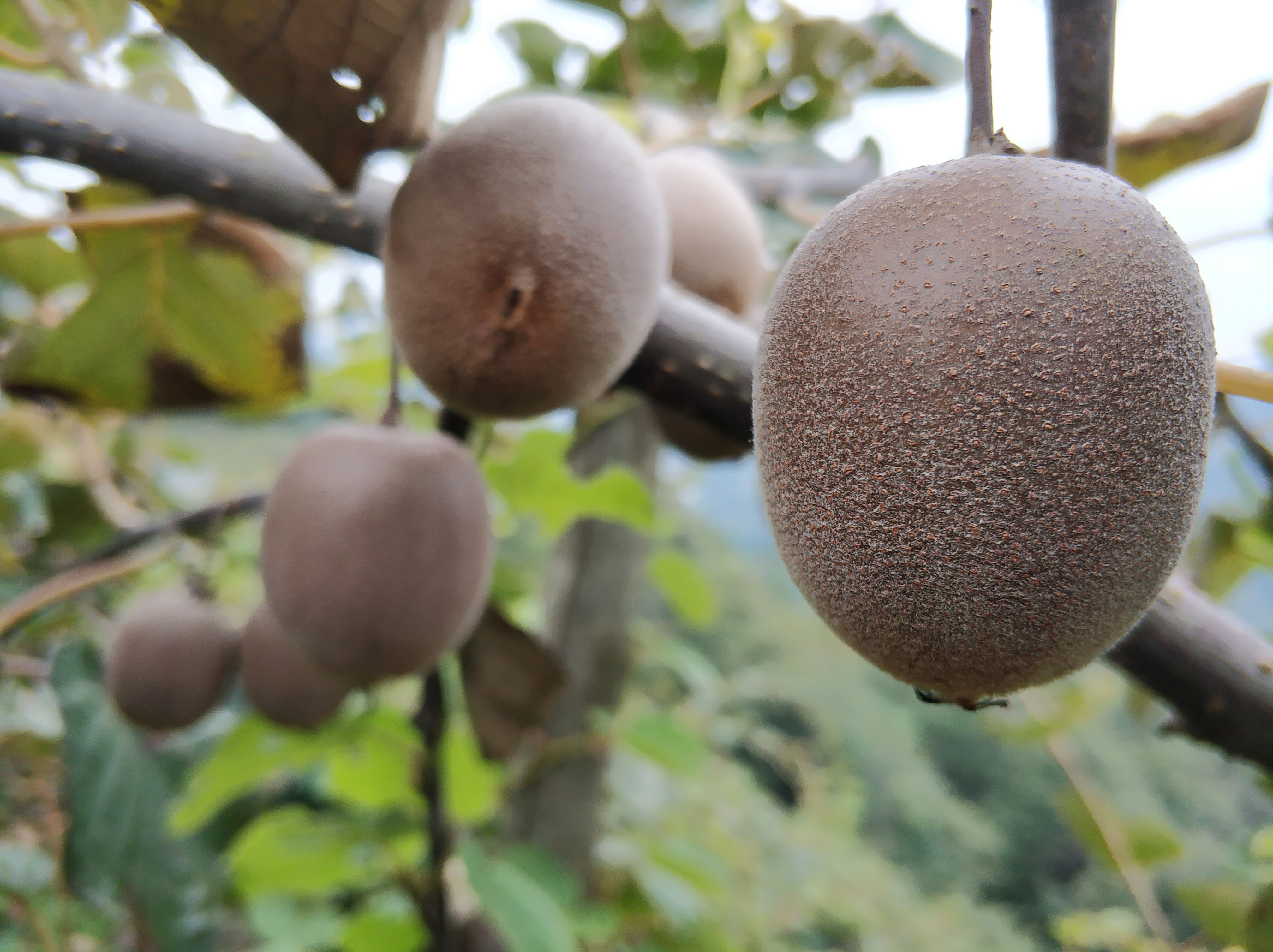 黄心果中王美味共品尝美丽伏羲山下马湾村野生黄心猕猴桃美图