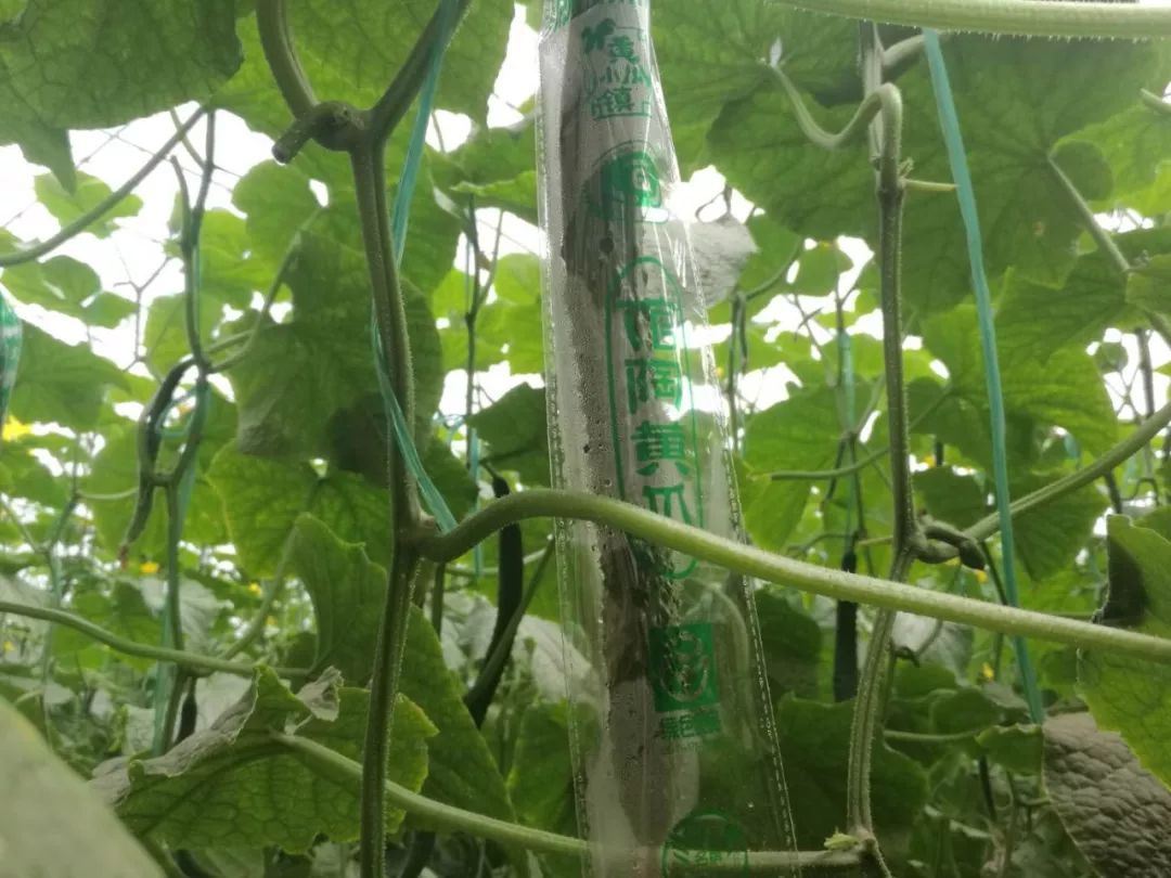 《农民日报》报道馆陶"黄瓜大王"的规模种植经