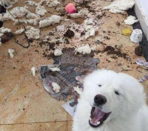 最喜欢拆家的五种狗狗,第一名号称"拆家狂魔",你们怕了吗