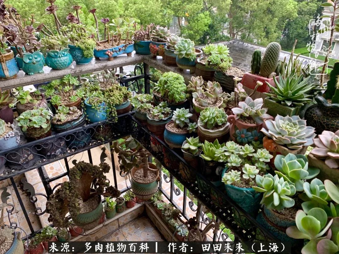 充分利用阳台养多肉5年历夏多磨难但阳光总在风雨后