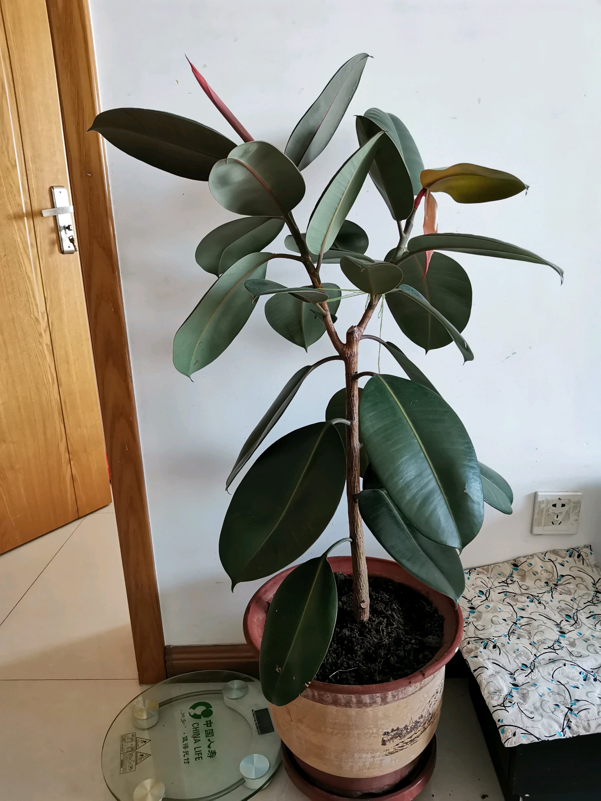 橡皮树造型有妙招先憋芽旱土再砍头来年长成棒棒糖