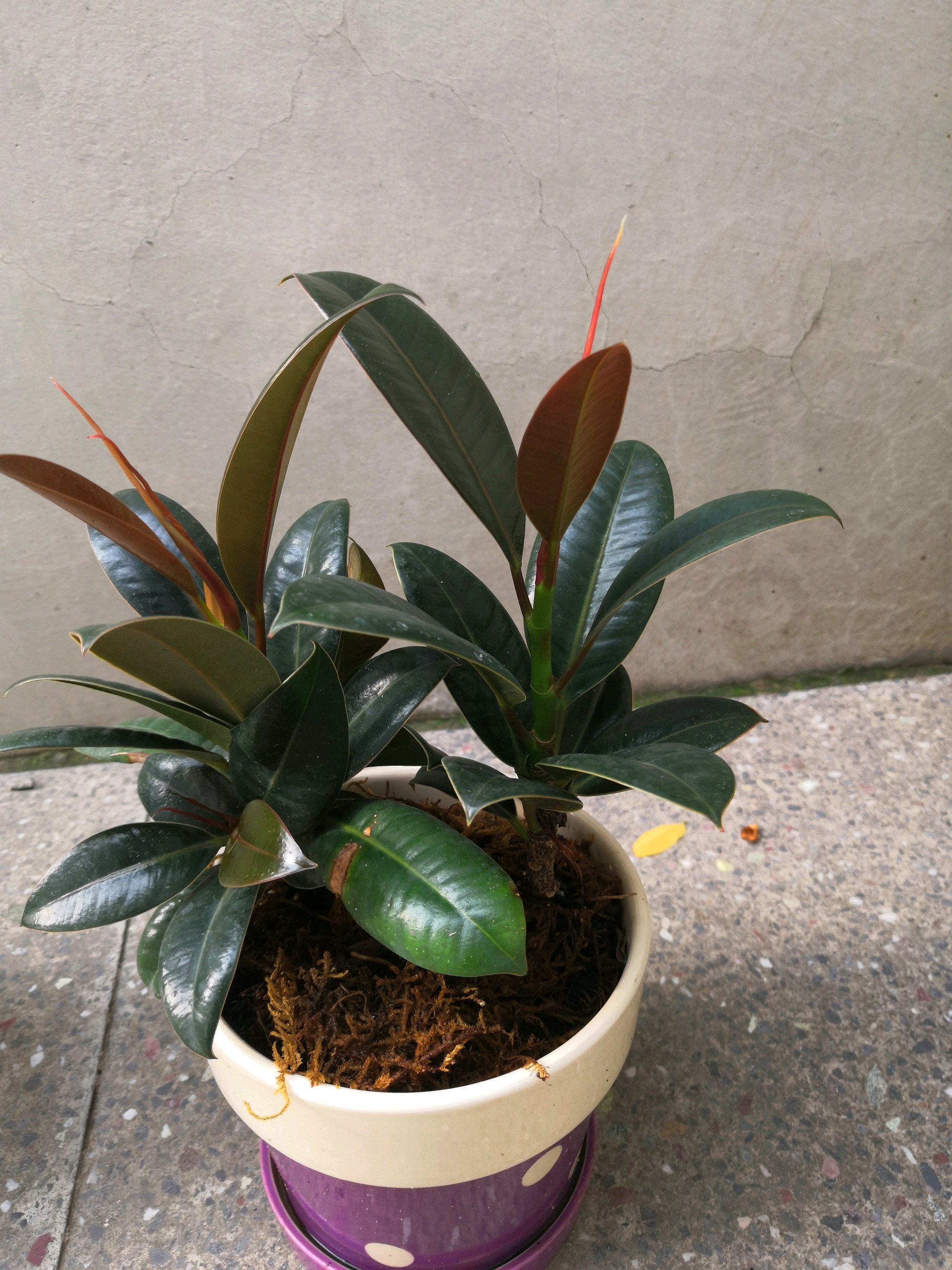 橡皮树造型有妙招先憋芽旱土再砍头来年长成棒棒糖