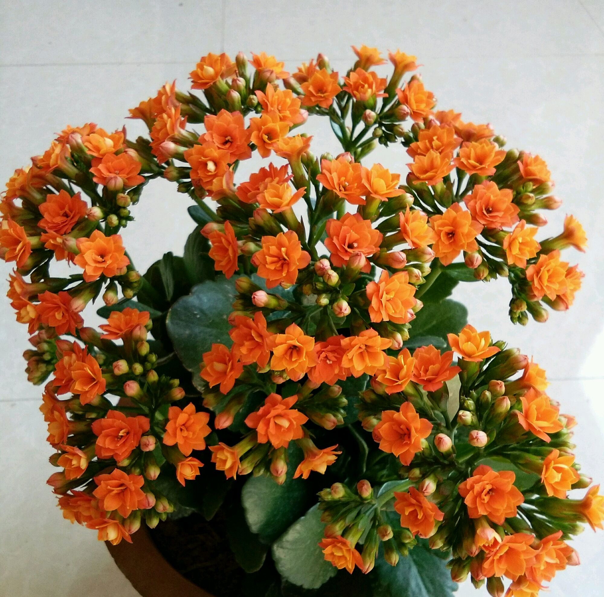 立秋后长寿花越长越苗条怎么办注意4点开花爆盆好轻松