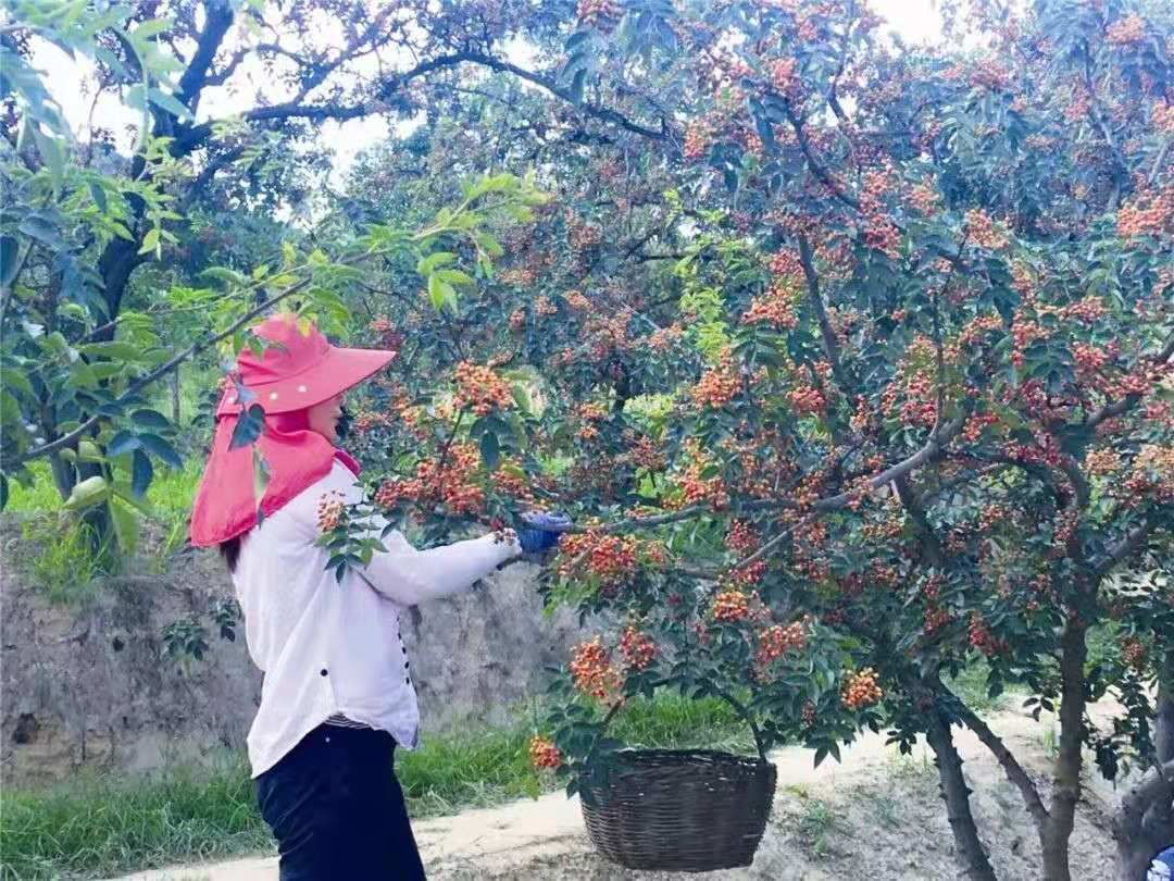 韩城农民用合作社敲开了致富门