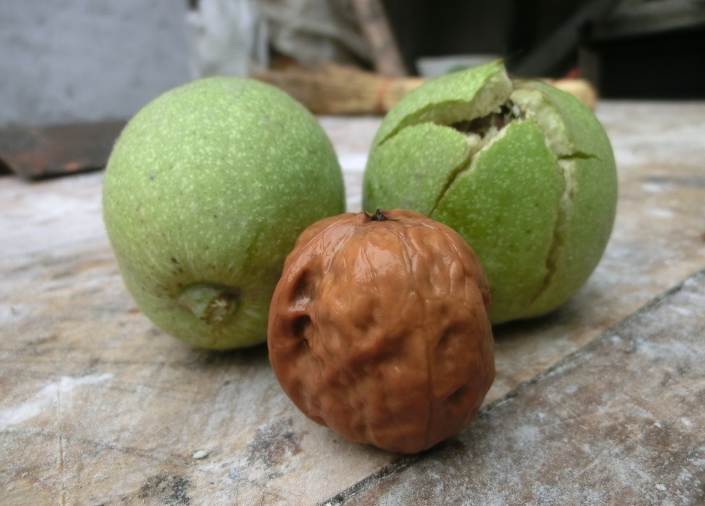 秦岭北麓最美的季节—青皮山核桃收获季