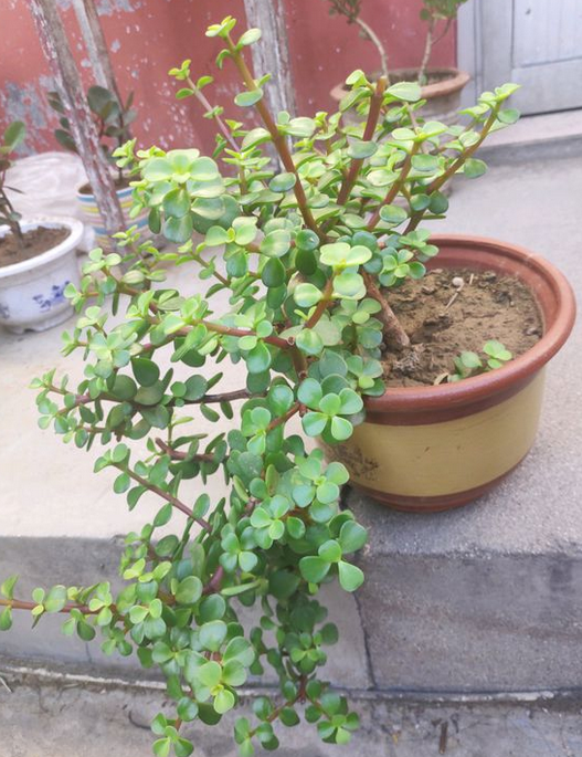 近期雨水多散养金枝玉叶3个月没修整枝条长剪下来培育新株