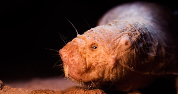 世界上长得最"丑"的动物,被人视为邪恶的化身,你见过吗_人民号