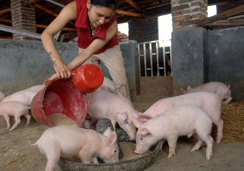 养猪业将面临重组变革散养户可能被淘汰退出看看专家咋说