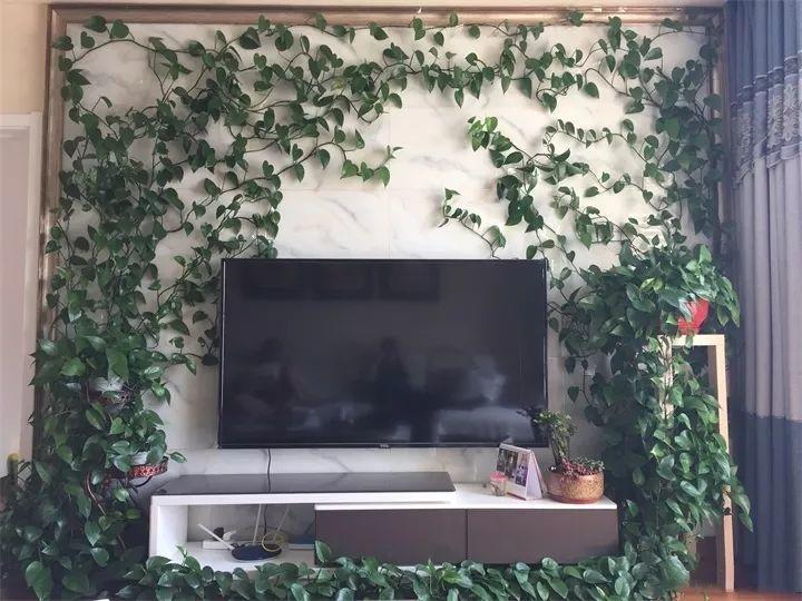 肥水样样不可缺.绿萝夏秋长最快,蹭蹭爬成电视墙!