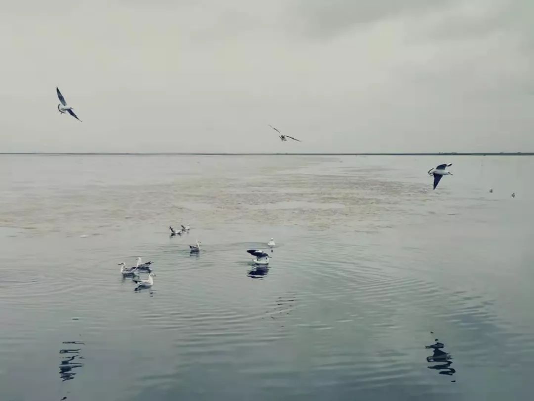 阴天的茶卡盐湖太失望那就去青海湖看看游鱼飞鸟