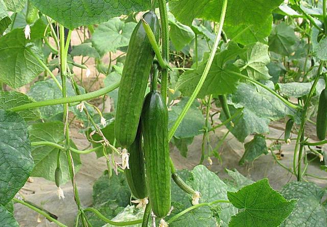 这种黄瓜只有手指大不是没成熟这是特殊品种一般人吃不到