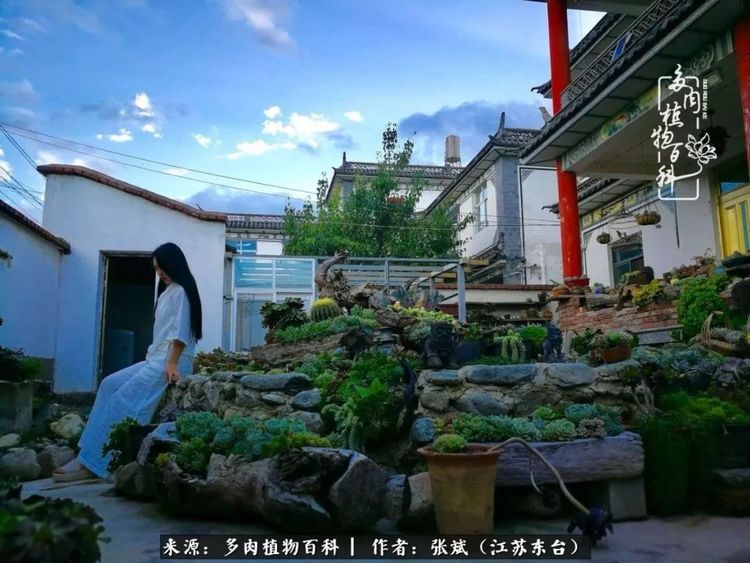 耗时3年打造大理最美多肉民宿惊艳多肉圈