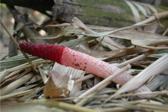 这种像极毛笔的菌类药用价值高近看有点吓人