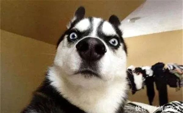 论狗狗受到惊吓的样子谁最萌哈士奇又赢了