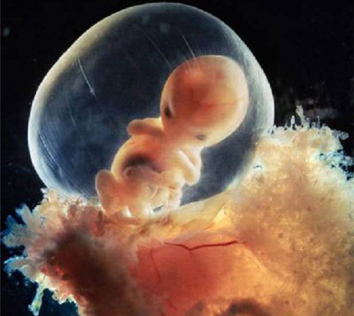 胎儿发育全过程,摄影师用18张照片记录,生命的传承真的很神奇
