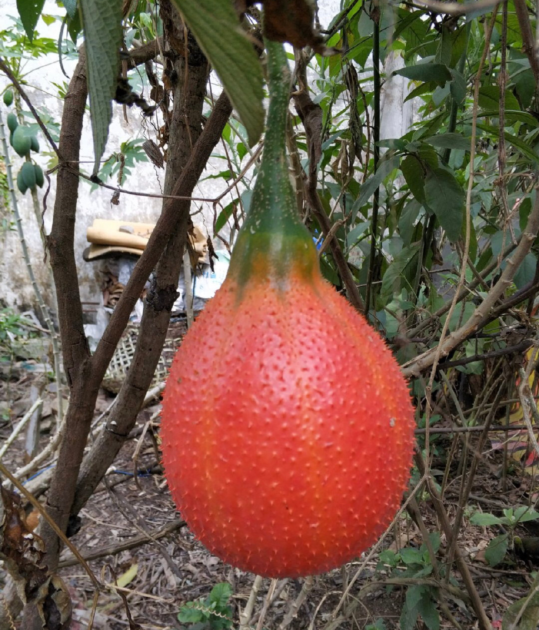 木鳖籺是一个防城港的地道美食,需要准备材料,木鳖子 花生 糯米粉