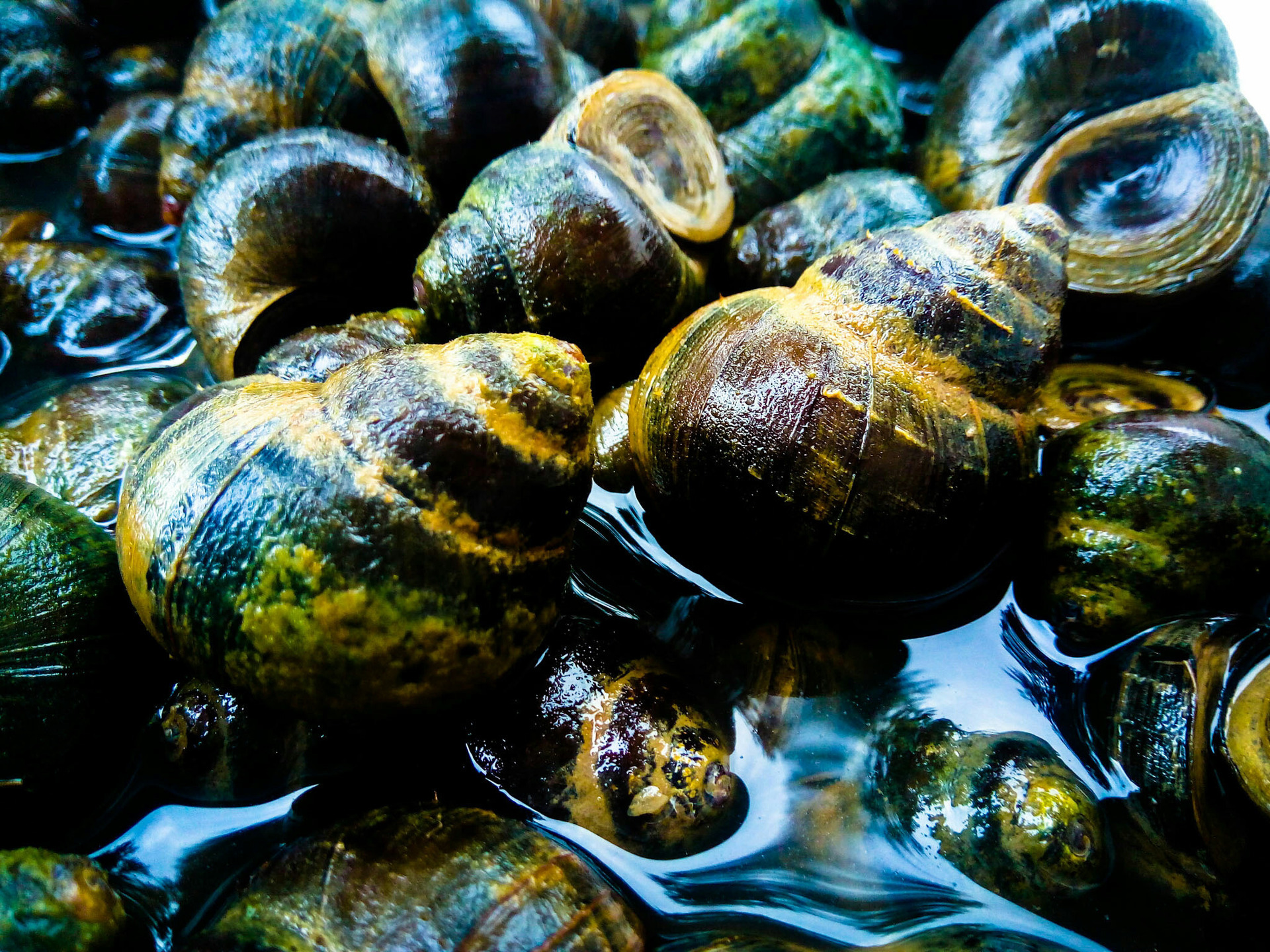 田螺养殖技术养殖的田螺大量死亡是什么原因水位是主要原因