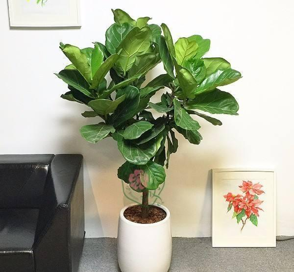 大叶琴叶榕怎么养