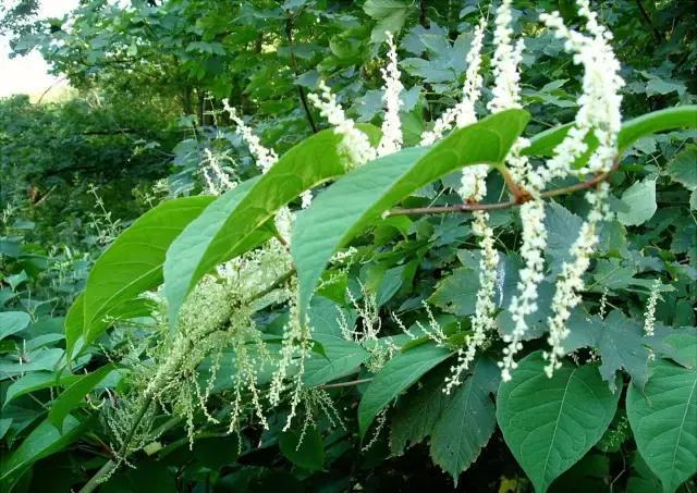 日本虎杖,把墙吃掉的入侵植物,一周能长3米高,轻松穿透柏油路