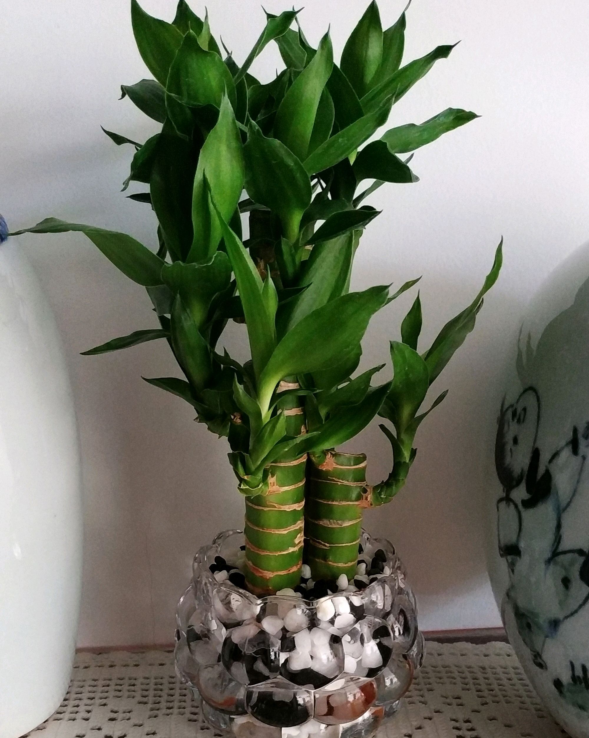 富贵竹是典型的观叶植物,属于龙舌兰科龙血树树植物,富贵竹名字很吉利