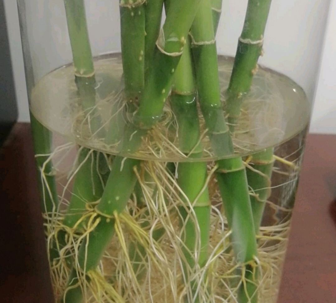 水培富贵竹不长根秋季养护不要忽略4点搽防晒霜很关键