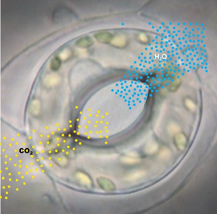 植物叶片的气孔如何开闭自如